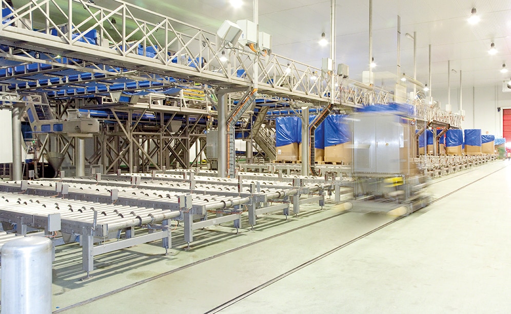 Channels of roller conveyors are mounted just below the sorting lines